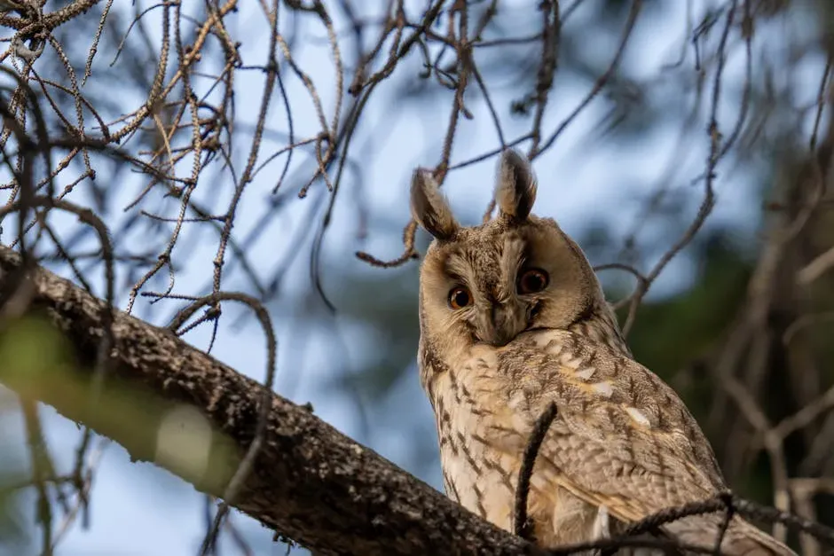 #4. Asymmetric Ears and a Facial Disc That Maps Sound in 3D (Image Credits: Pexels)