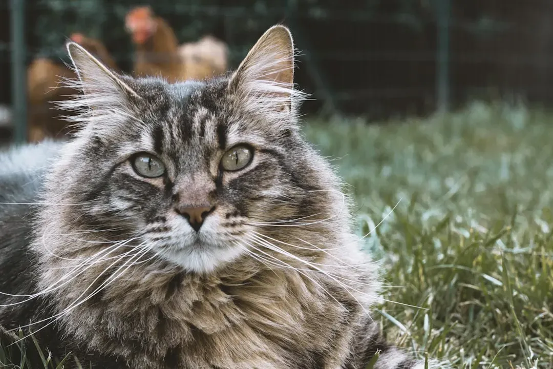 15. The Siberian: The Ancient Athlete With a Heart of Gold (Image Credits: Unsplash)