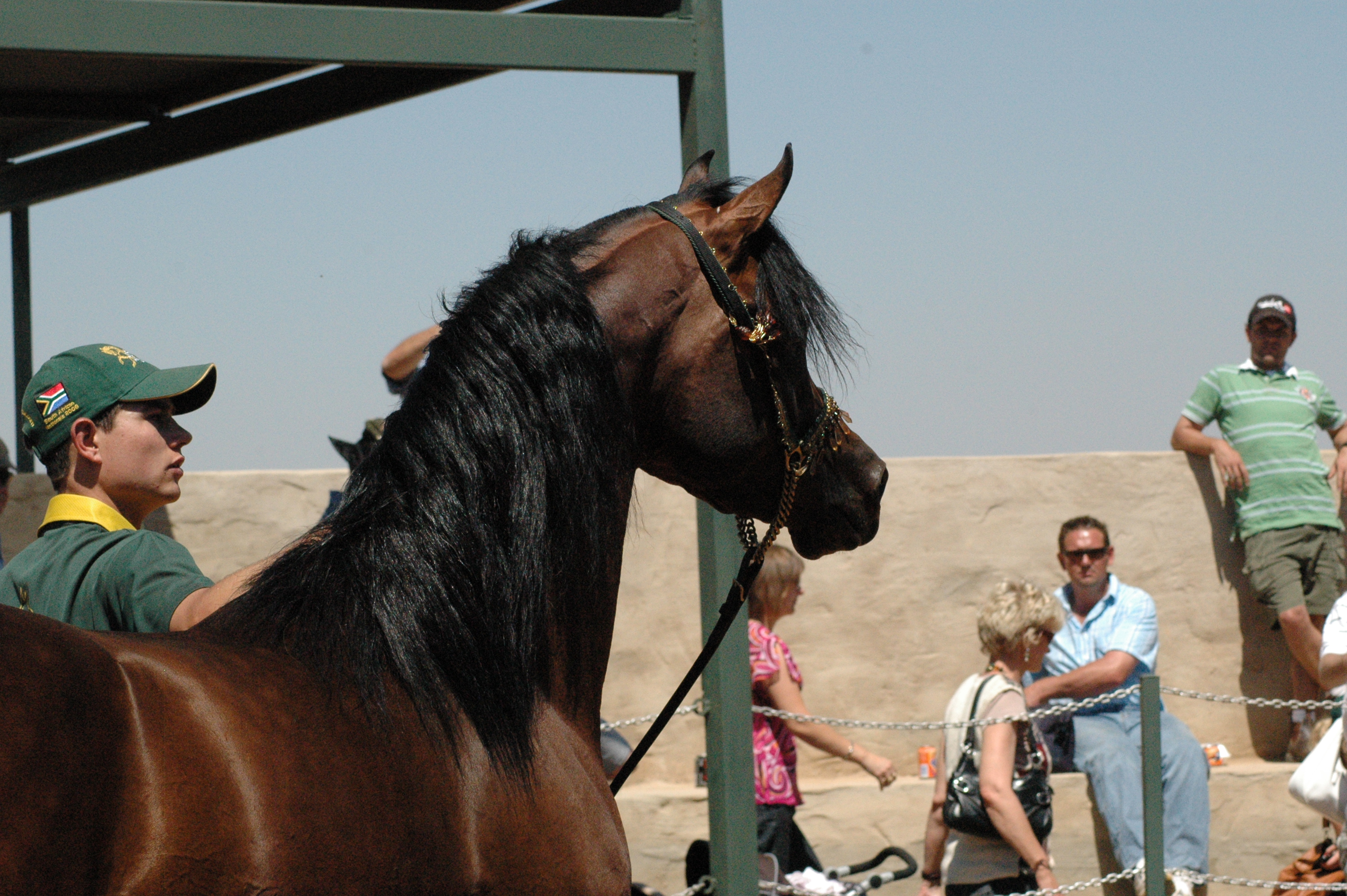Horses: Prey Animals Fine-Tuned to Detect Predator Fear (Image Credits: Wikimedia)