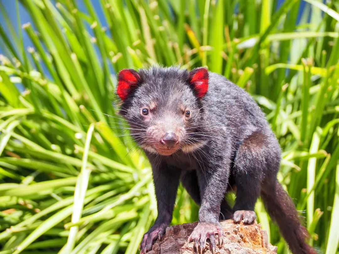 The World's Largest Carnivorous Marsupial, Living on a Single Island (Image Credits: Unsplash)
