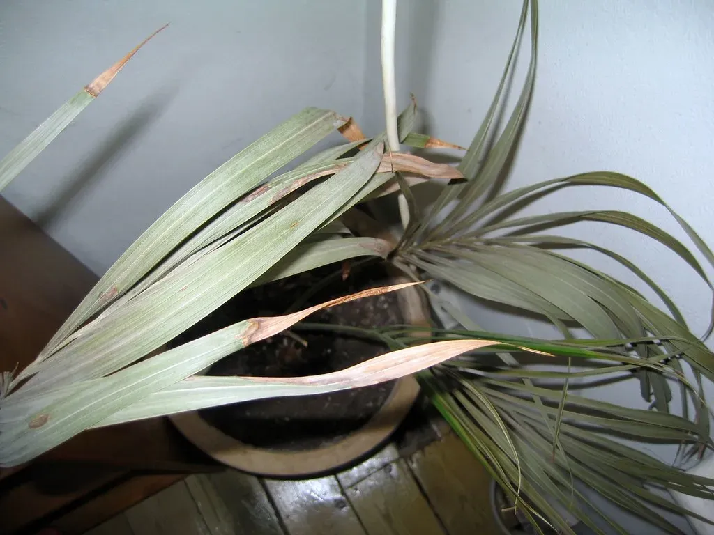 The Most Common Killers of Indoor Plants (Image Credits: Flickr)