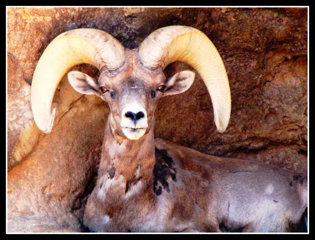 Aries: The Mountain Ram Charging Forward (Image Credits: Flickr)