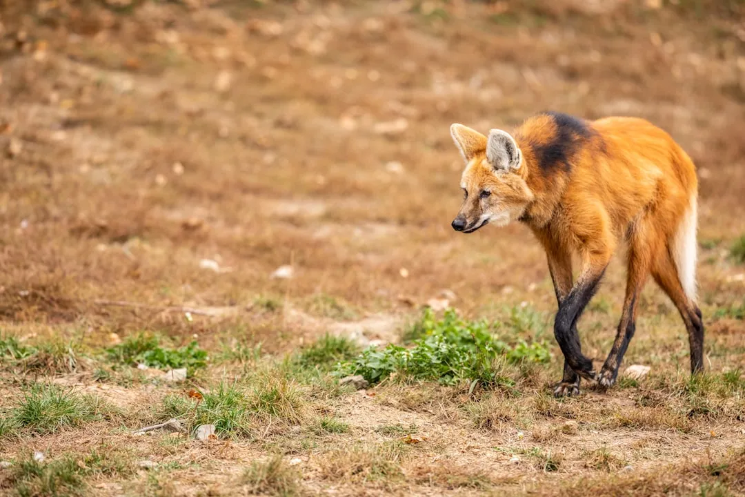 Conclusion: more than a fox on stilts, and more interesting than its name (Image Credits: Unsplash)