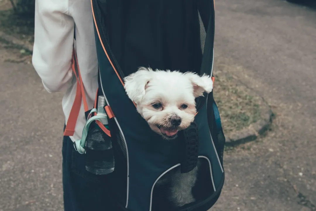 #20 - Mobility Aids Families Wait Too Long to Try (Image Credits: Unsplash)