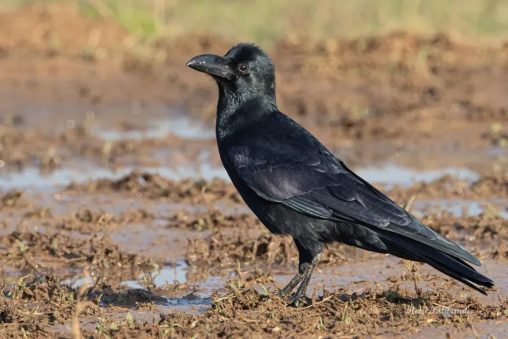 When Environment Shapes Social Choices (Image Credits: Flickr)