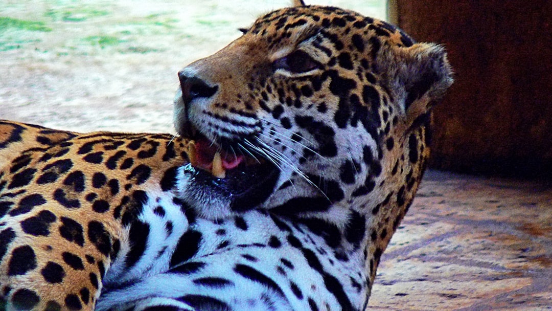 Jaguar (Image Credits: Unsplash)