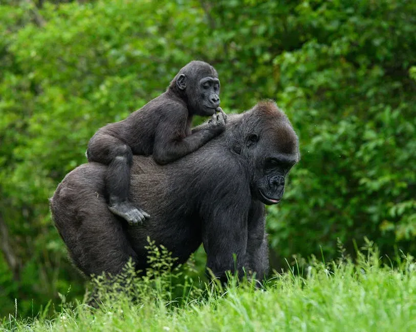 Koko the Gorilla and All Ball the Kitten: Gentleness in Giant Hands (Image Credits: Pexels)