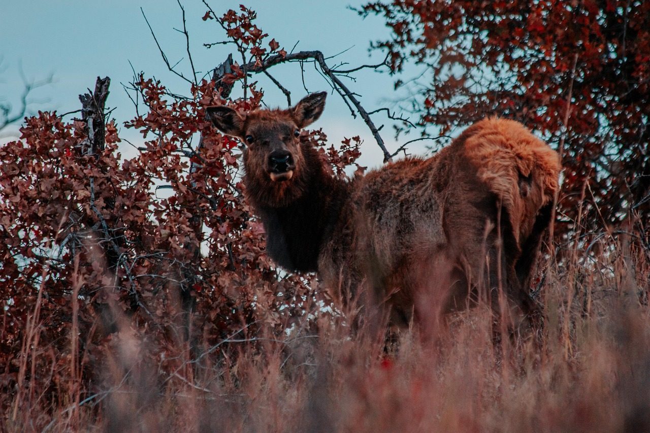 Seney National Wildlife Refuge - From Logging Devastation to Wildlife Paradise (Image Credits: Pixabay)