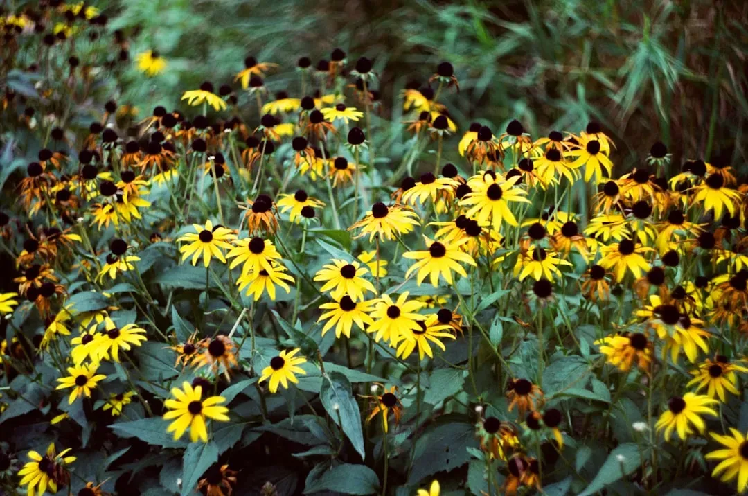 Black-Eyed Susan: The Cheerful Classic That Never Disappoints (Image Credits: Unsplash)