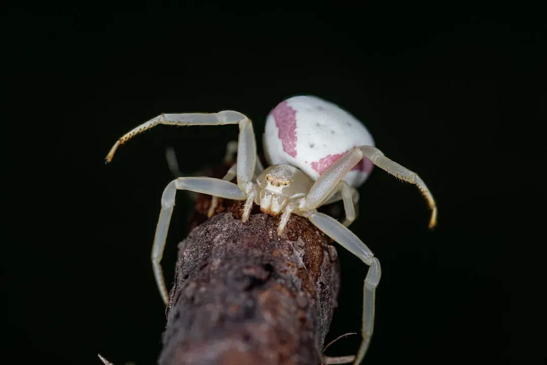 6. The Crab Spider: The Patient Ambush Artist (Image Credits: Unsplash)