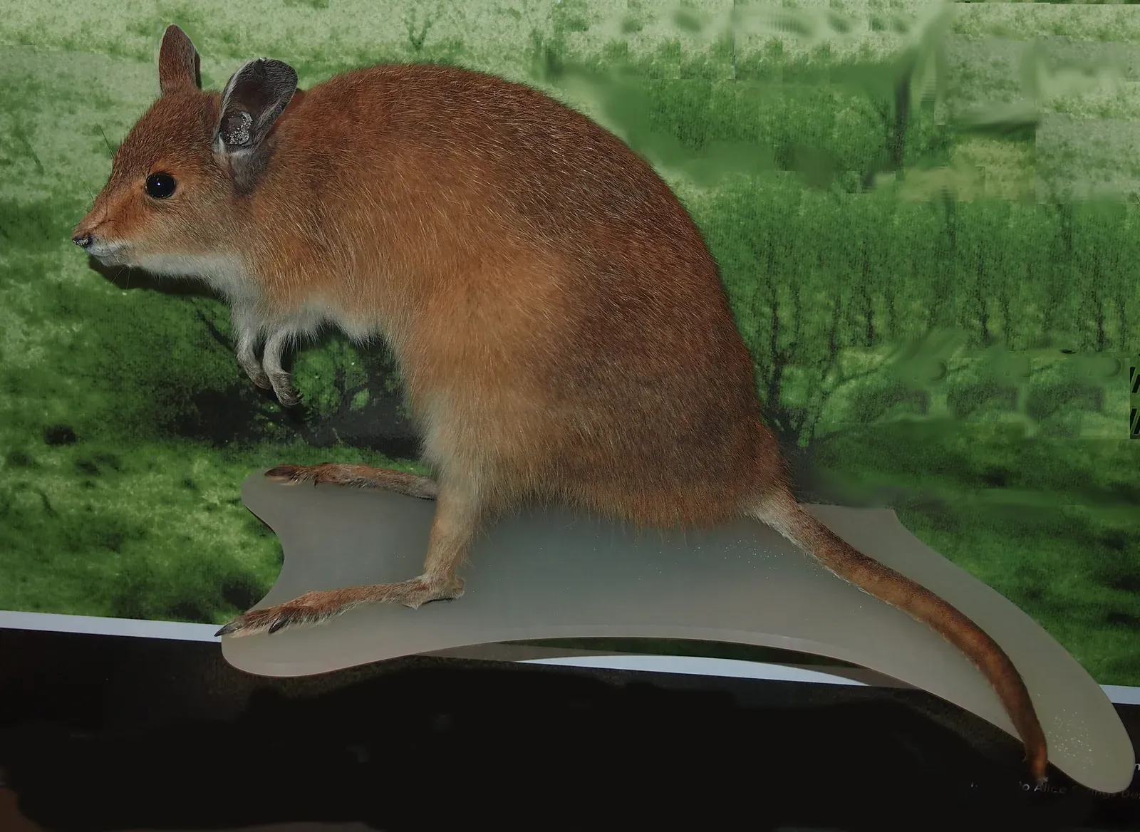 Meet the Desert Champion: The Kangaroo Rat (Image Credits: Wikimedia)