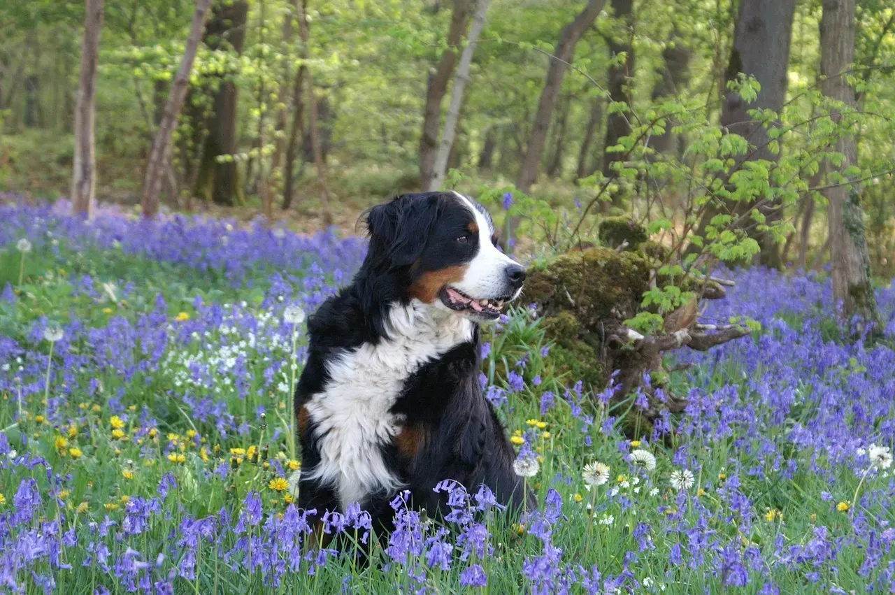 1. Blueberries: The Tiny Superfood Your Dog Will Love (Image Credits: Pixabay)