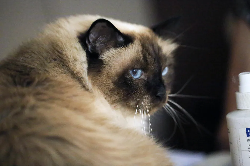 #2 - Birman: Sweet, Social, and Surprisingly Portable (Isaszas, Flickr, CC BY 2.0)