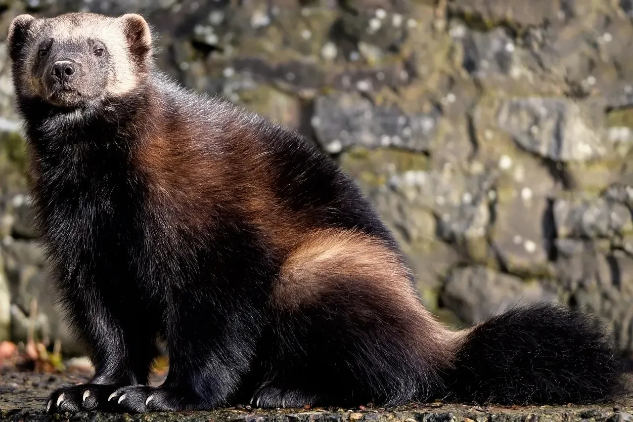 #9: Skunks Don't Hibernate - They Do Something Stranger (Image Credits: Pixabay)