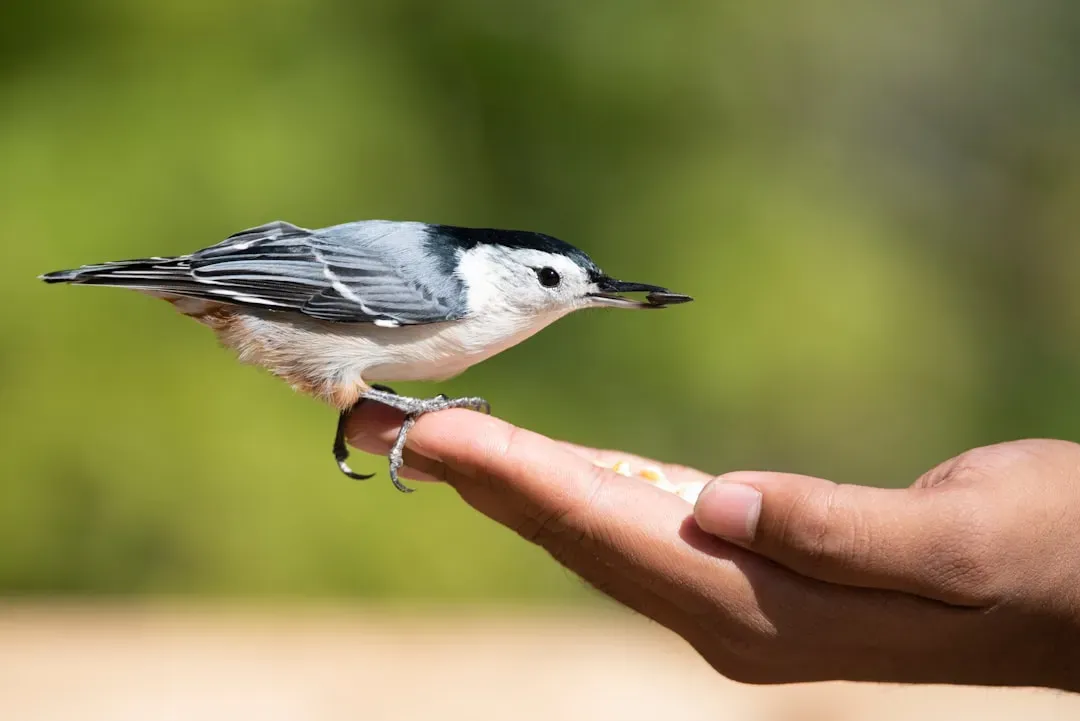 8. Gentle Nibbles and Beak Rubs (Image Credits: Unsplash)