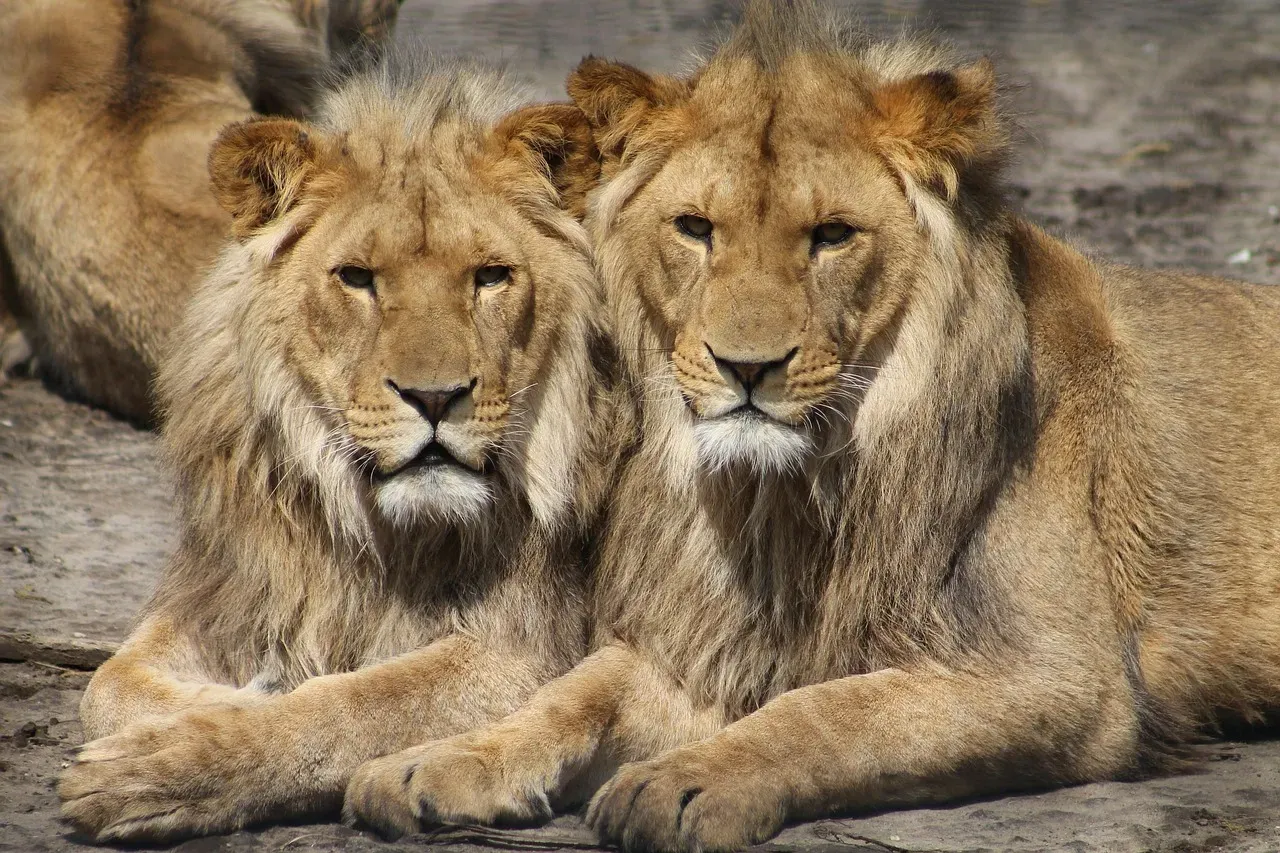 6. Lions: The Pride as a Living Family Unit (Image Credits: Pixabay)