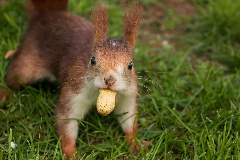 9. Peanuts (Image Credits: Pexels)