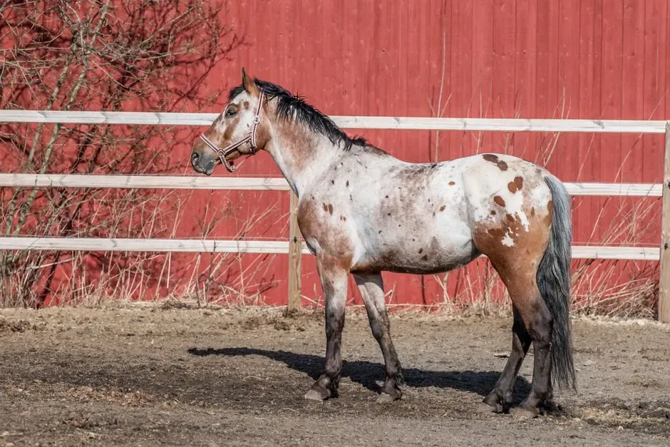 #4 - Appaloosa: The Spotted Breed With Selective Memory (Image Credits: Pexels)