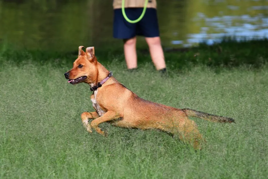 #31 - Canaan Dogs, Carolina Dogs, and Primitive-Type Rarities (Image Credits: Pexels)
