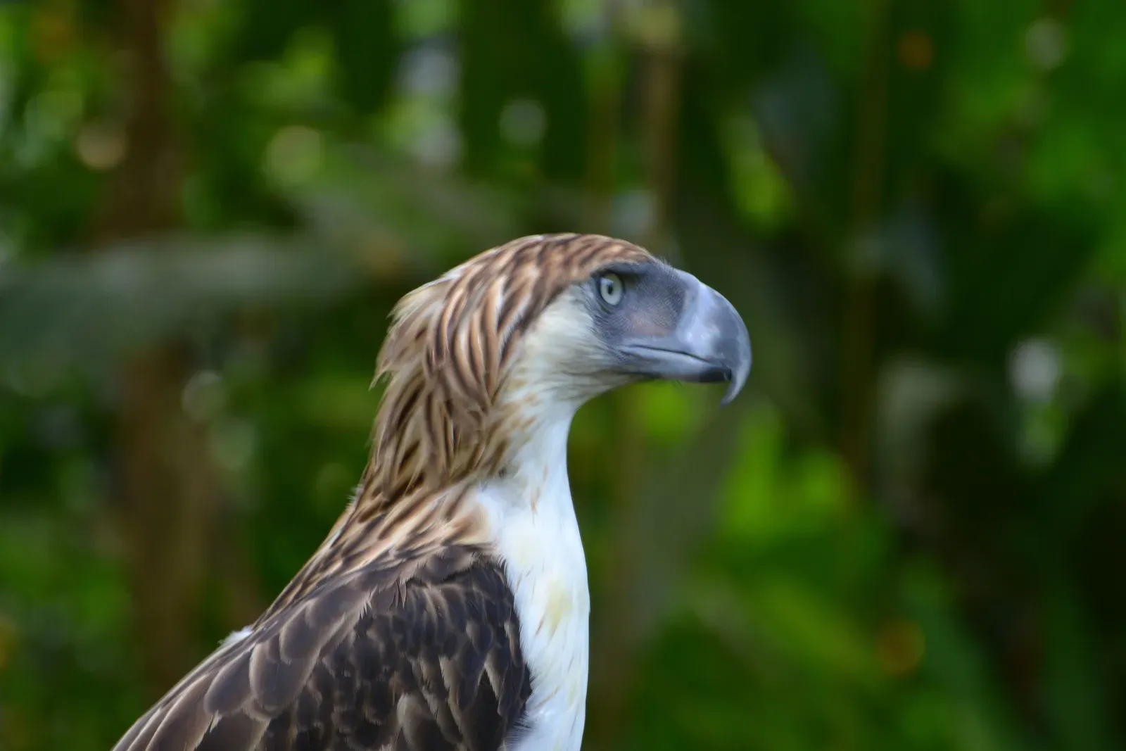 Deforestation Is Their Biggest Threat (Image Credits: Wikimedia)