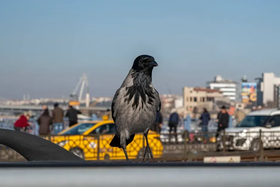 10. Carrion Crows: Urban Innovators (Image Credits: Pexels)