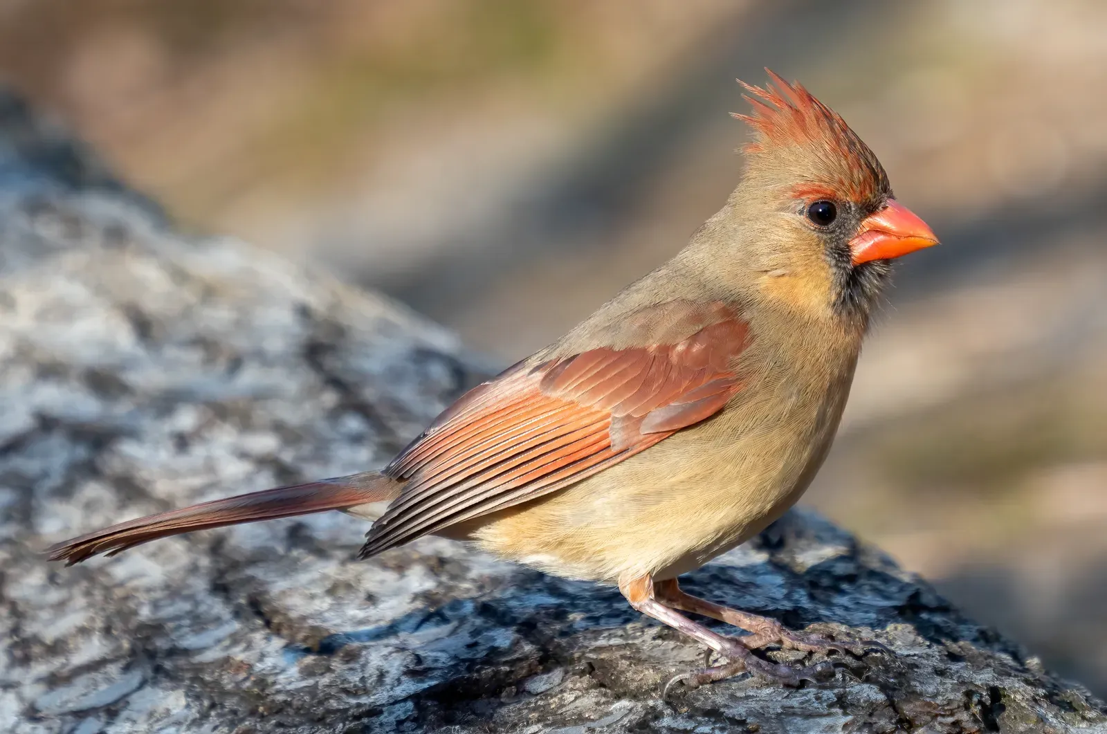The Honest Truth About Why Cardinals Leave (By Rhododendrites, CC BY-SA 4.0)