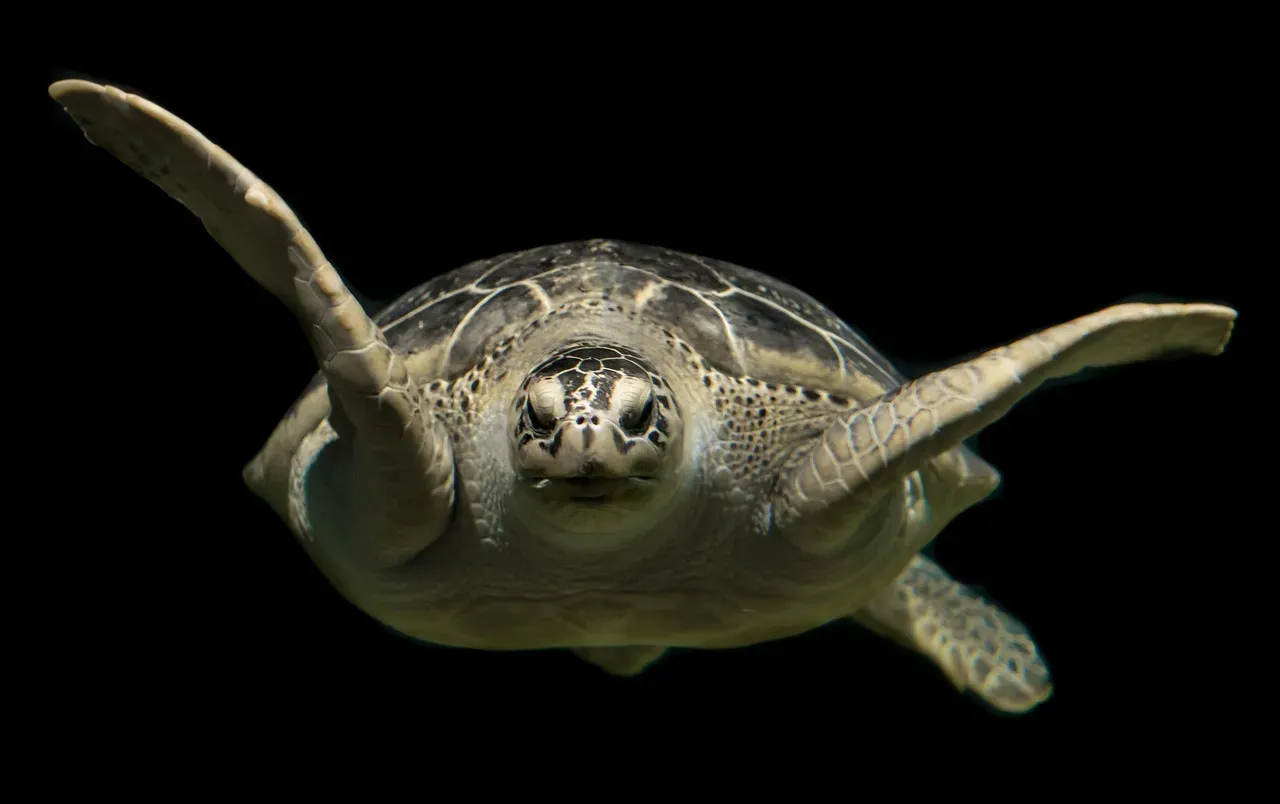 Green Sea Turtle: Ocean Wanderer Rebounds (Image Credits: Pixabay)