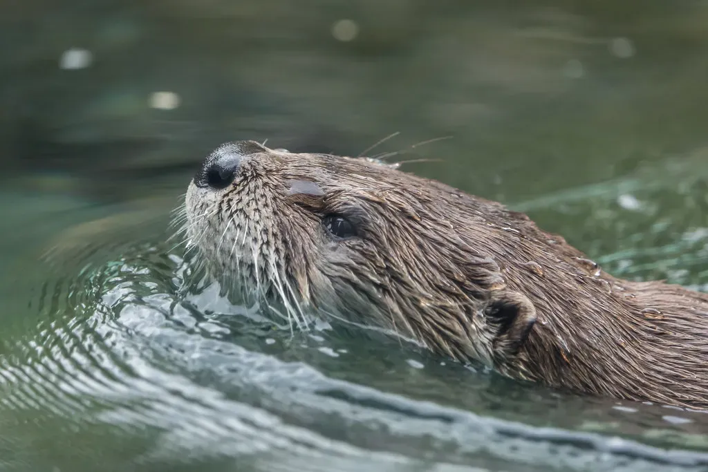 Aquarius Flows With the Otter's Innovation (Image Credits: Flickr)