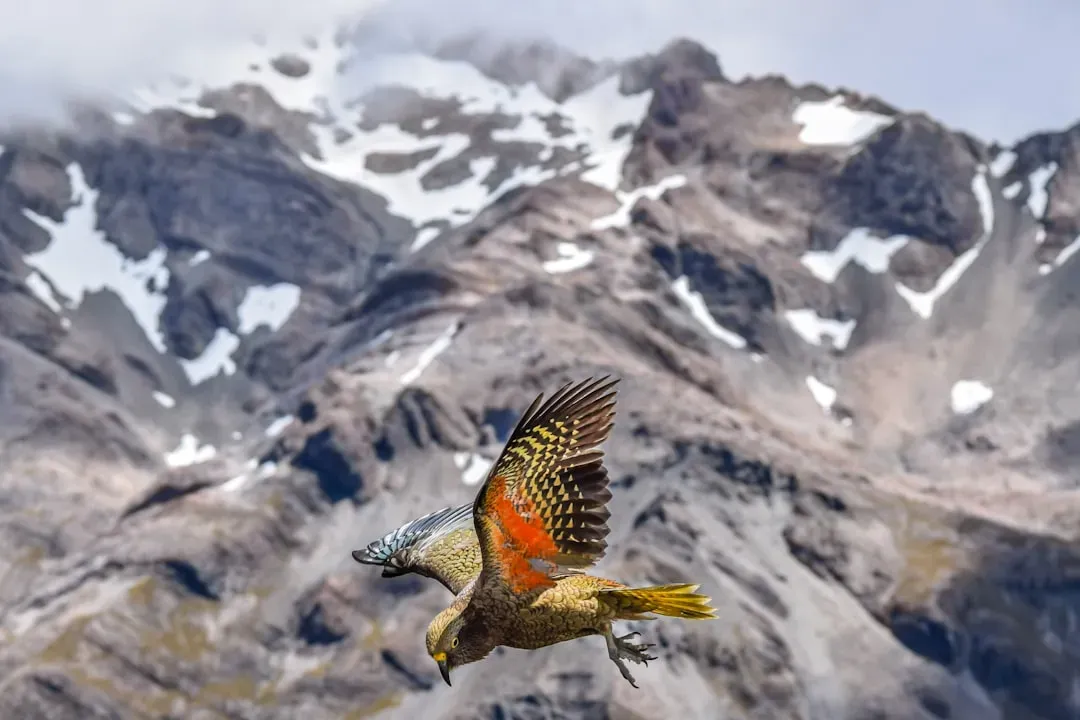 Alpine Swifts Sleep While Flying for Months (Image Credits: Unsplash)