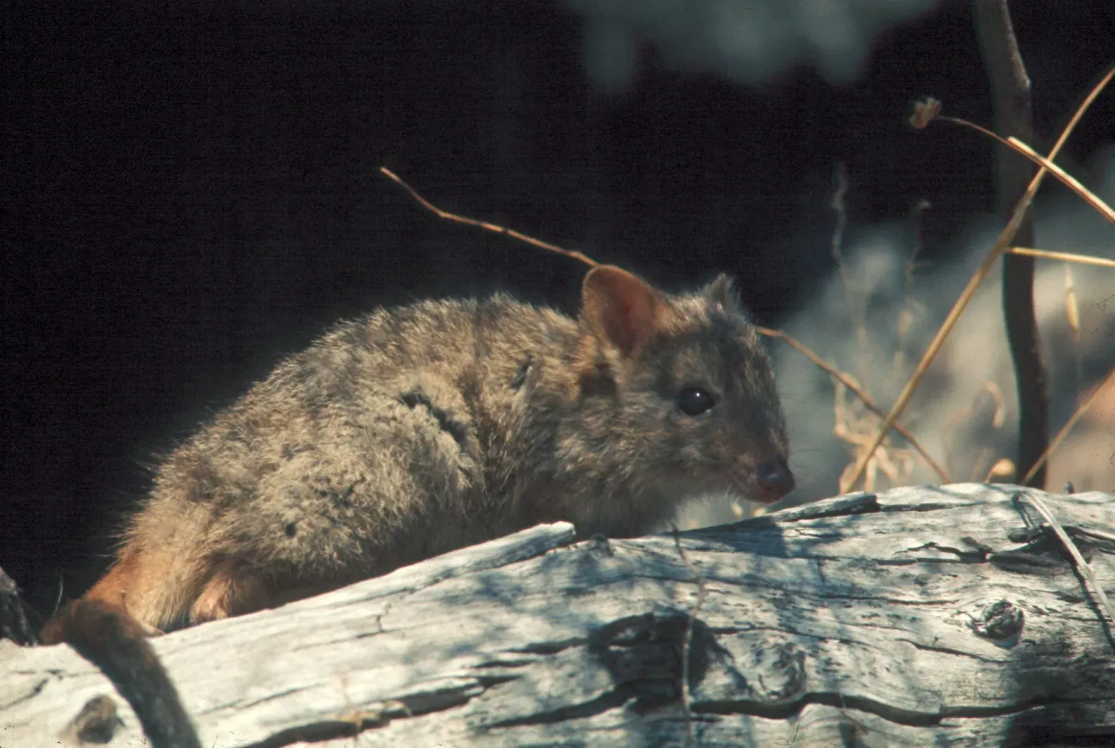 Their Diet Consists Mostly Of Underground Fungi That Trees Depend On (Image Credits: Wikimedia)