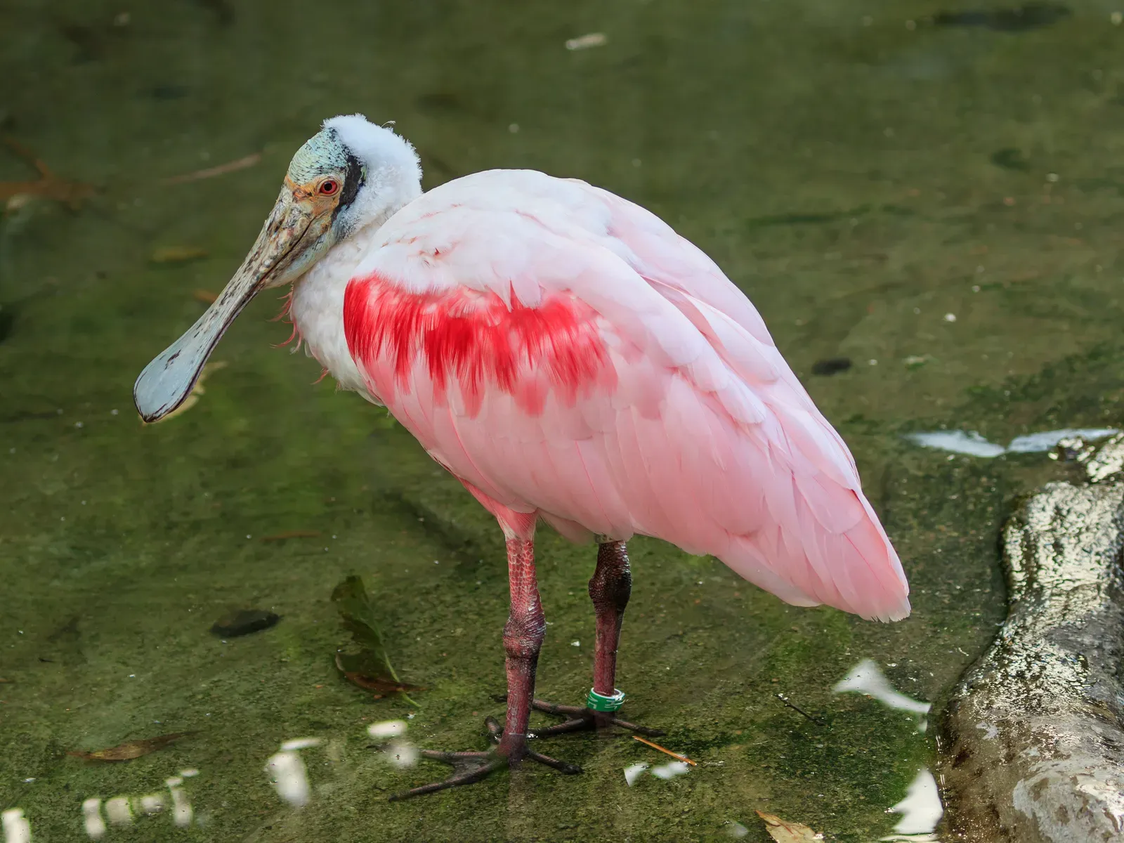 Roseate Spoonbill: Pink Shaker (Image Credits: Wikimedia)