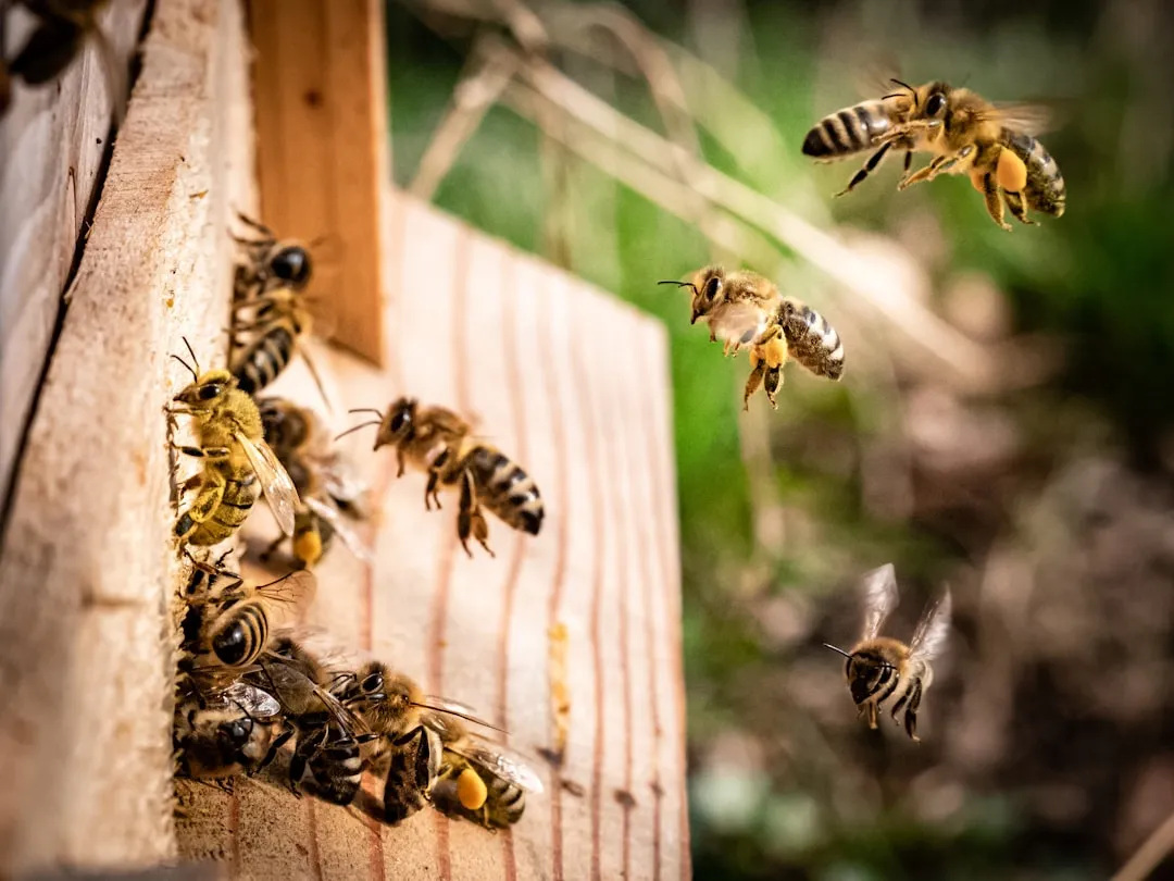 Following the Dance: How Other Bees Decode the Signal (Image Credits: Unsplash)