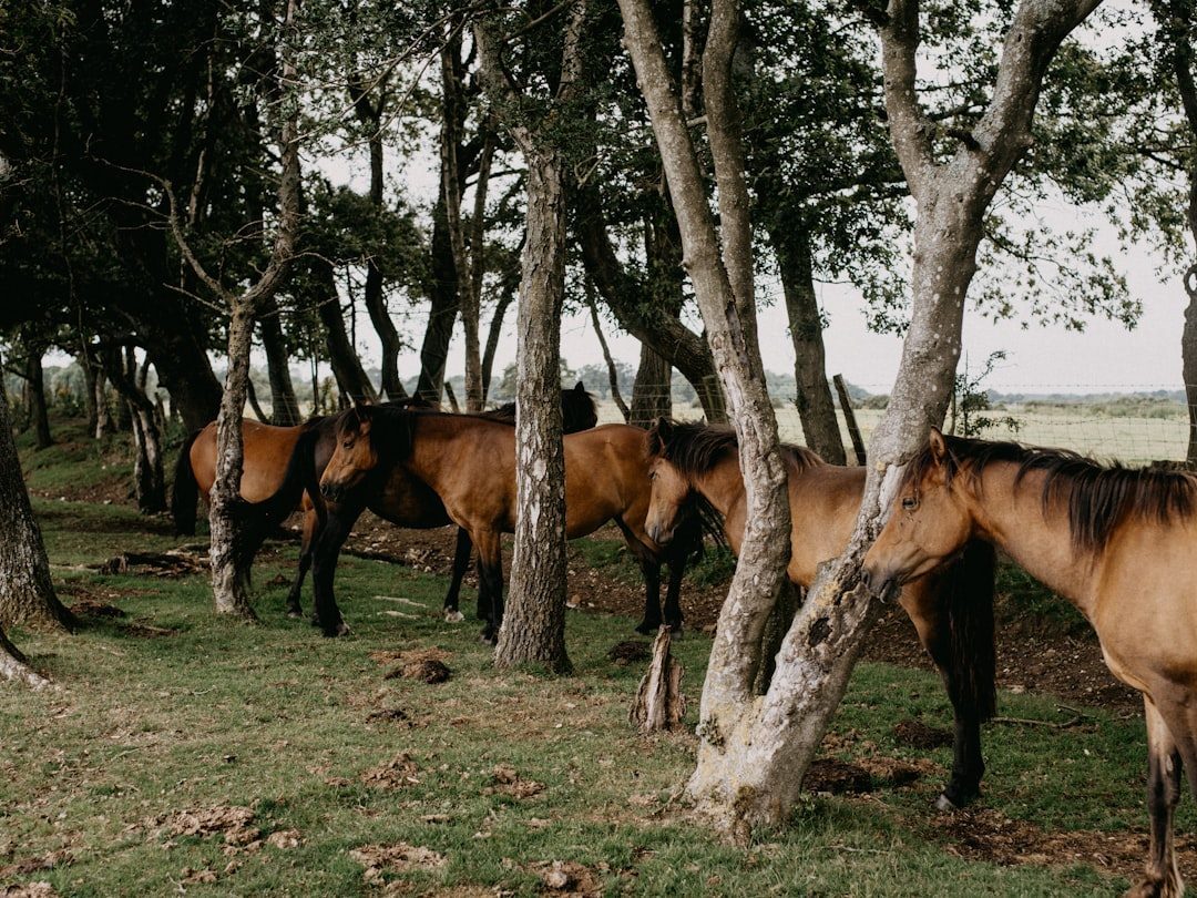 Idaho: Small Herds, Big Impact (Image Credits: Unsplash)