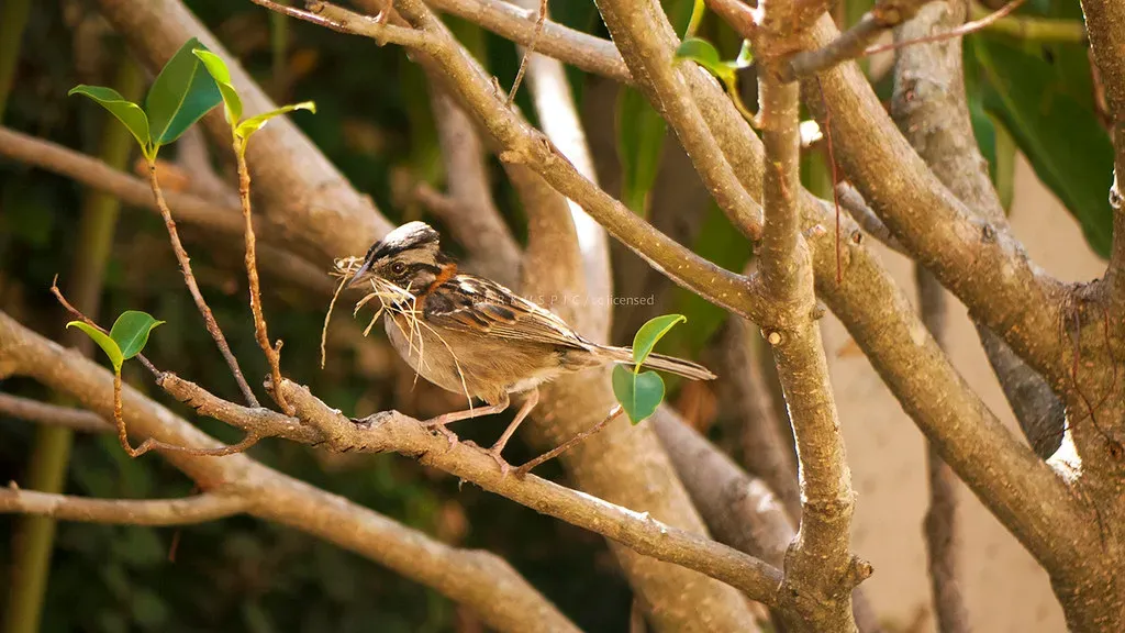 Conclusion: Nature Got There First (Bernal Saborio G. (berkuspic), Flickr, CC BY-SA 2.0)
