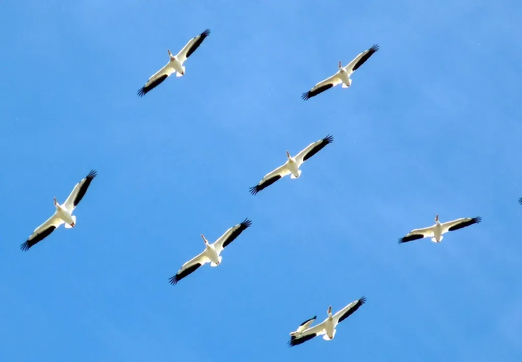 Conclusion: Masters of the Sky (Image Credits: Rawpixel)