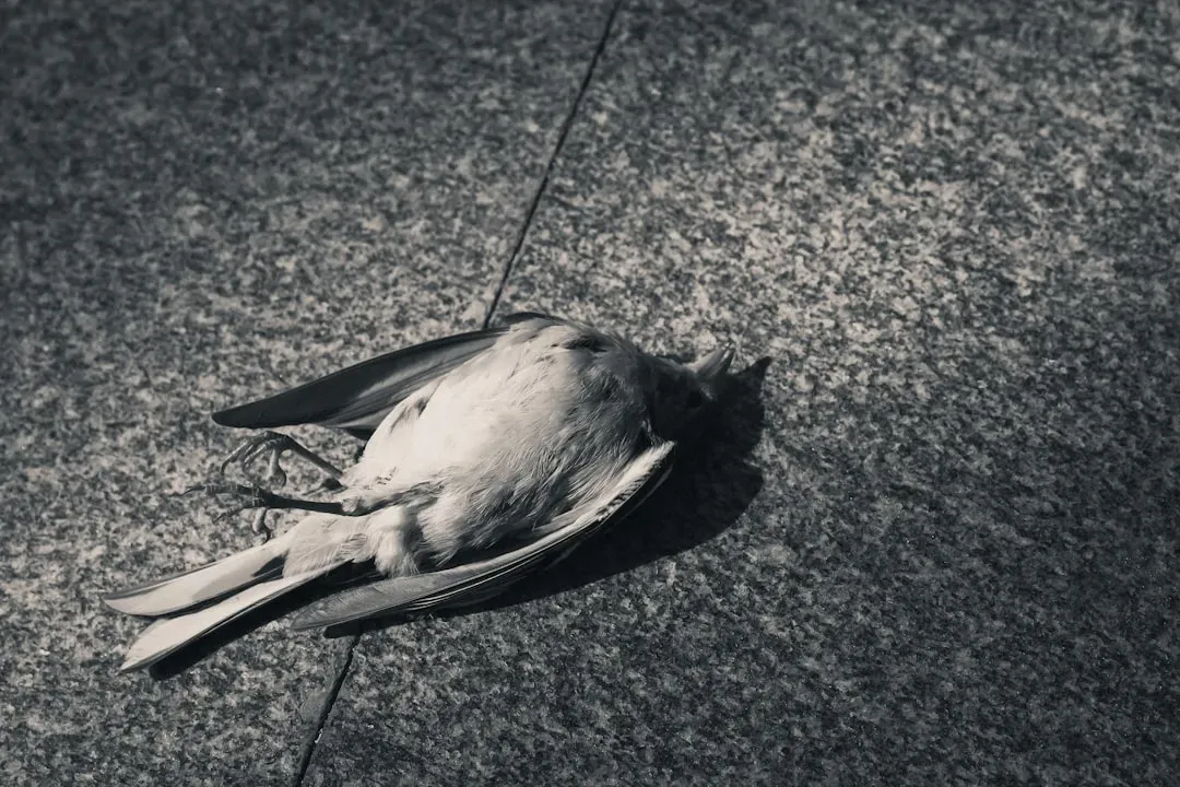 4. An Omen of Caution (Image Credits: Unsplash)