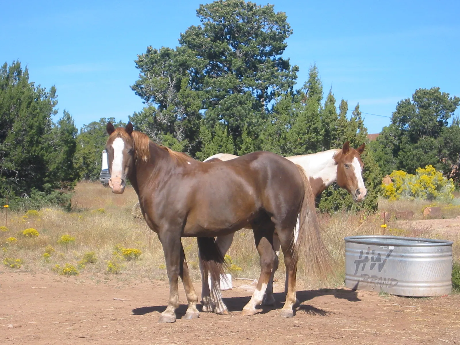 #5 - Grade Horses: The Big Question Mark Nobody Talks About (Own work by the original uploader, CC BY-SA 3.0)