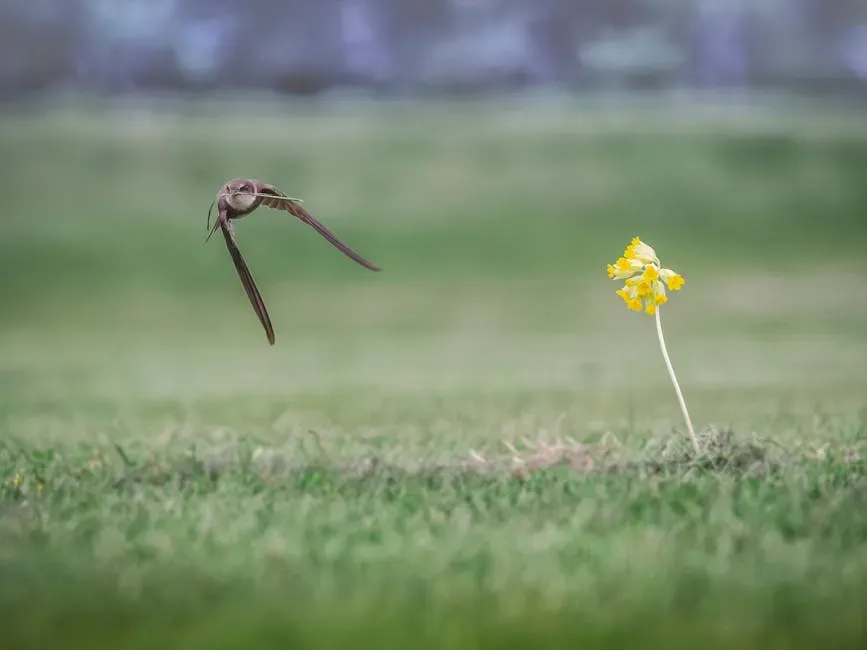 Final Thought: A Life Without Ground (Image Credits: Pexels)