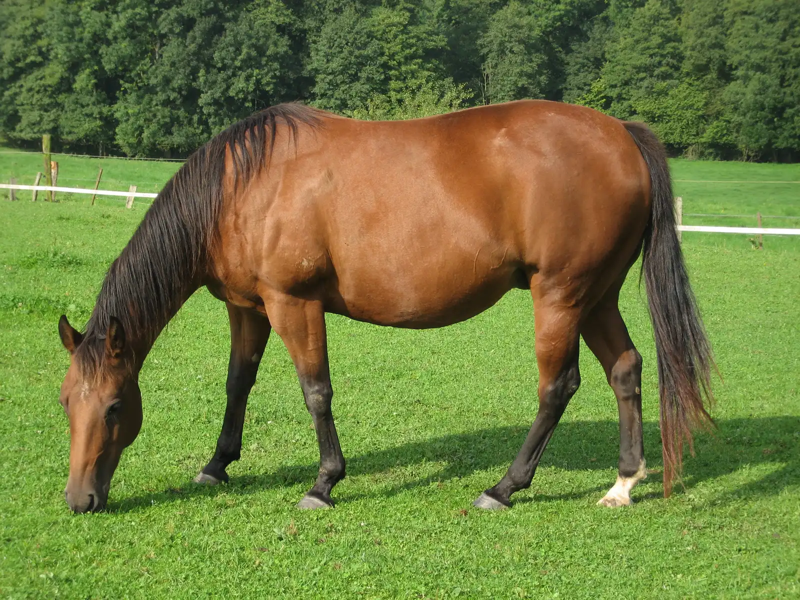 American Quarter Horse: The Quiet Partner That Picks a Favorite (originally posted to Flickr as IMG_6052, CC BY-SA 2.0)