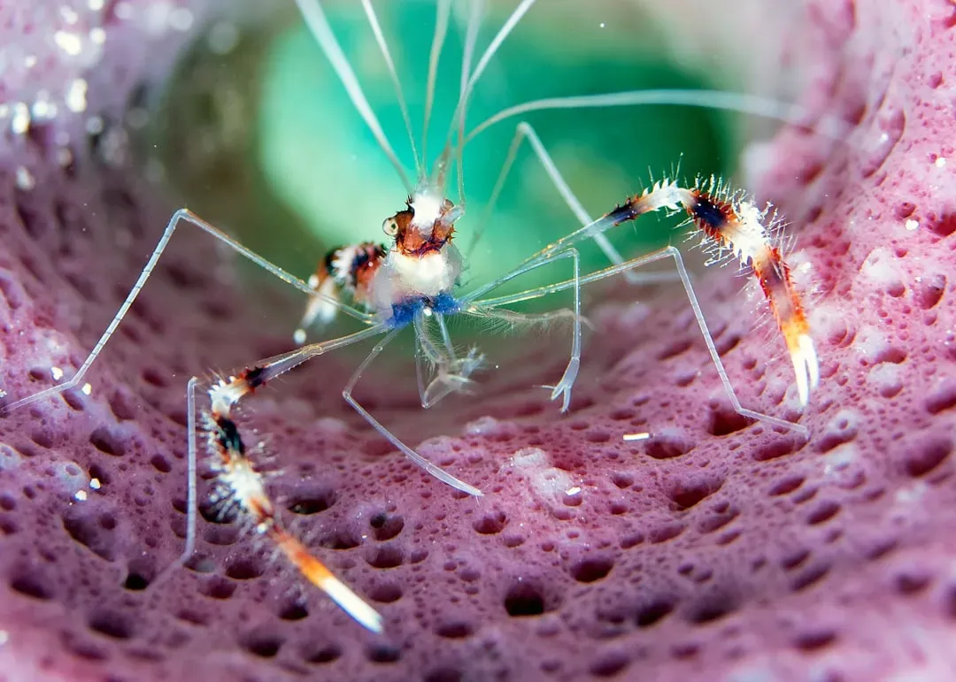 Virgo (August 23 &ndash; September 22): The Cleaner Shrimp (Image Credits: Unsplash)