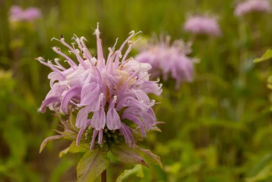 Virgo – Wild Bergamot (Bee Balm) (Image Credits: Pexels)
