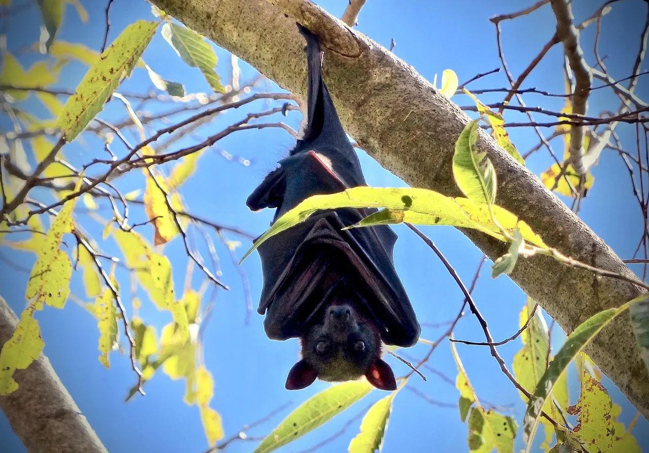 What Vampire Bats Reveal About Our Own Friendships (Image Credits: Pixabay)