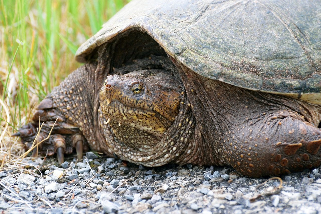 The Alligator Snapping Turtle: The Lake's Living Bear Trap (Image Credits: Pixabay)