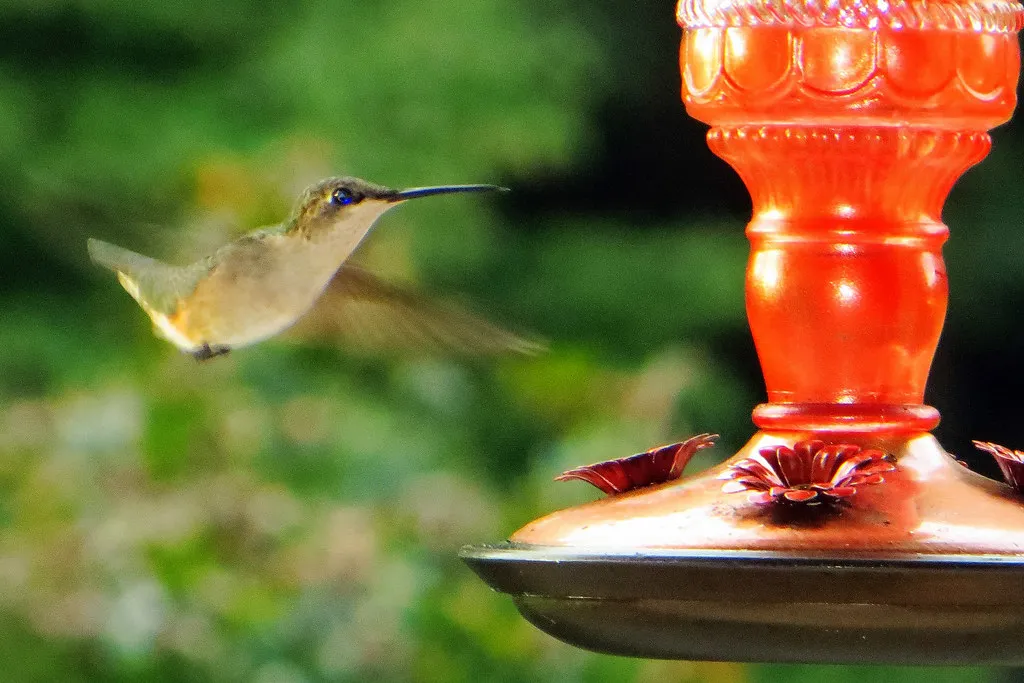 #9 - Migration Timing Is Brutal, and Your Yard Is Just One Stop (C. L. Ricketson, Flickr, CC BY 2.0)