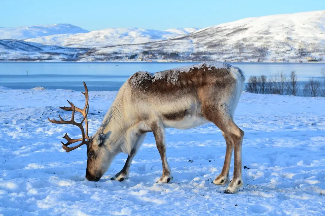 Where to See Real Reindeer in Alaska (Image Credits: Unsplash)