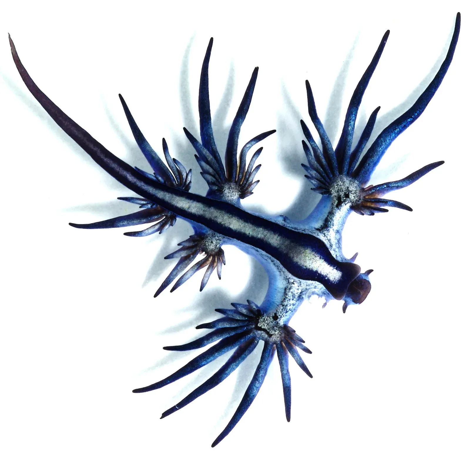 1. Floats Upside Down on an Air Bubble (By Glaucus_atlanticus_1.jpg: Taro Taylor from Sydney, Australia
derivative work: dapete, CC BY 2.0)
