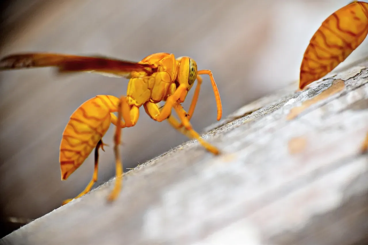 #8: Wasps and Yellowjackets (Image Credits: Pixabay)