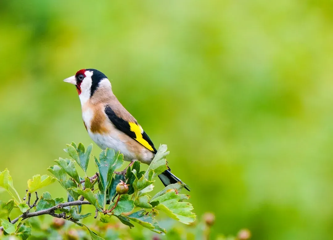 #4 - Lawn and Garden Chemicals Wipe Out the Birds' Food Chain (Image Credits: Unsplash)