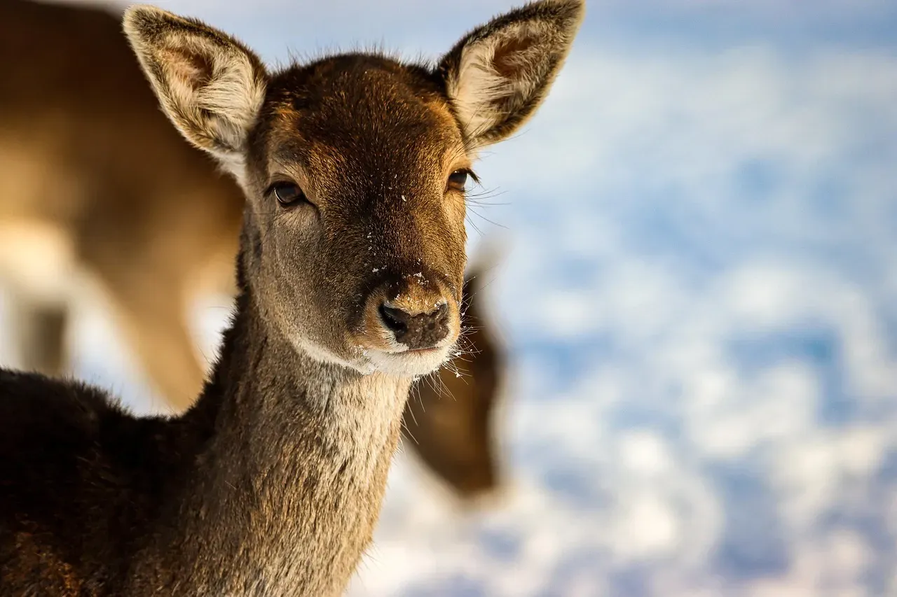 Seasonal Changes in Behavior (Image Credits: Pixabay)