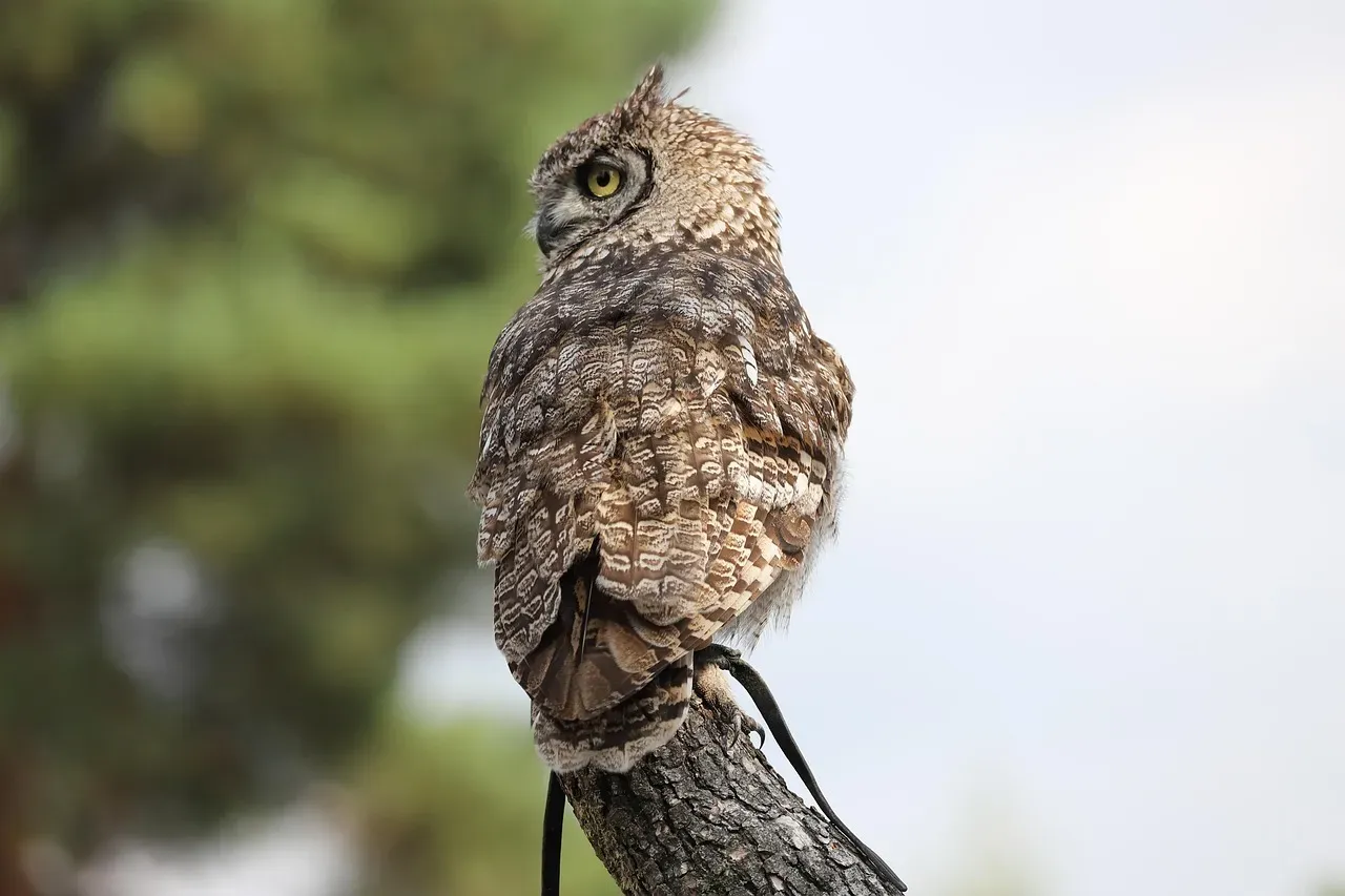 Aquarius: The Wise Owl of Innovative Fortune (Image Credits: Pixabay)
